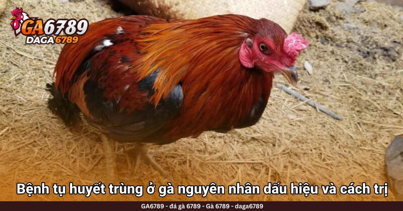 Bệnh tụ huyết trùng ở gà nguyên nhân dấu hiệu và cách trị hiệu quả
